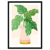 Fresh Morning Monstera Plant