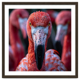 Close Up Of A Flamingo Bird Face, Pink Feathers thumbnail