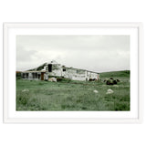 Sheep with a farmhouse - Iceland thumbnail