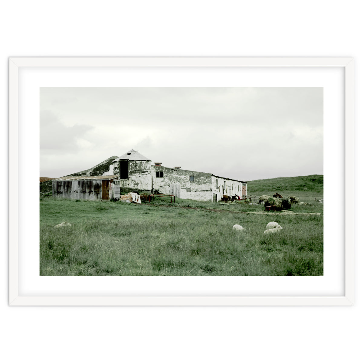 Sheep with a farmhouse - Iceland