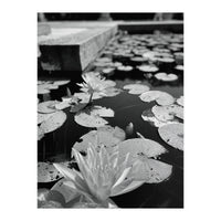 Lotus Pond | Black & White Portrait (Print Only)