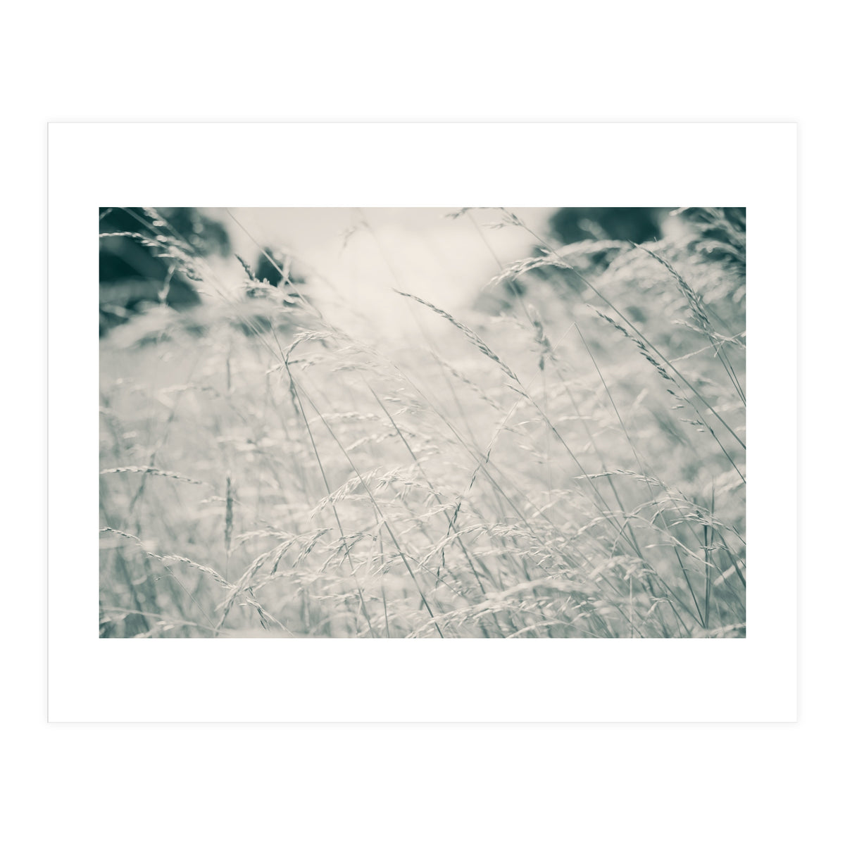 Walking Through Long Grass (Print Only)