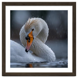 White Swan Bird With Water Droplets In Rain thumbnail