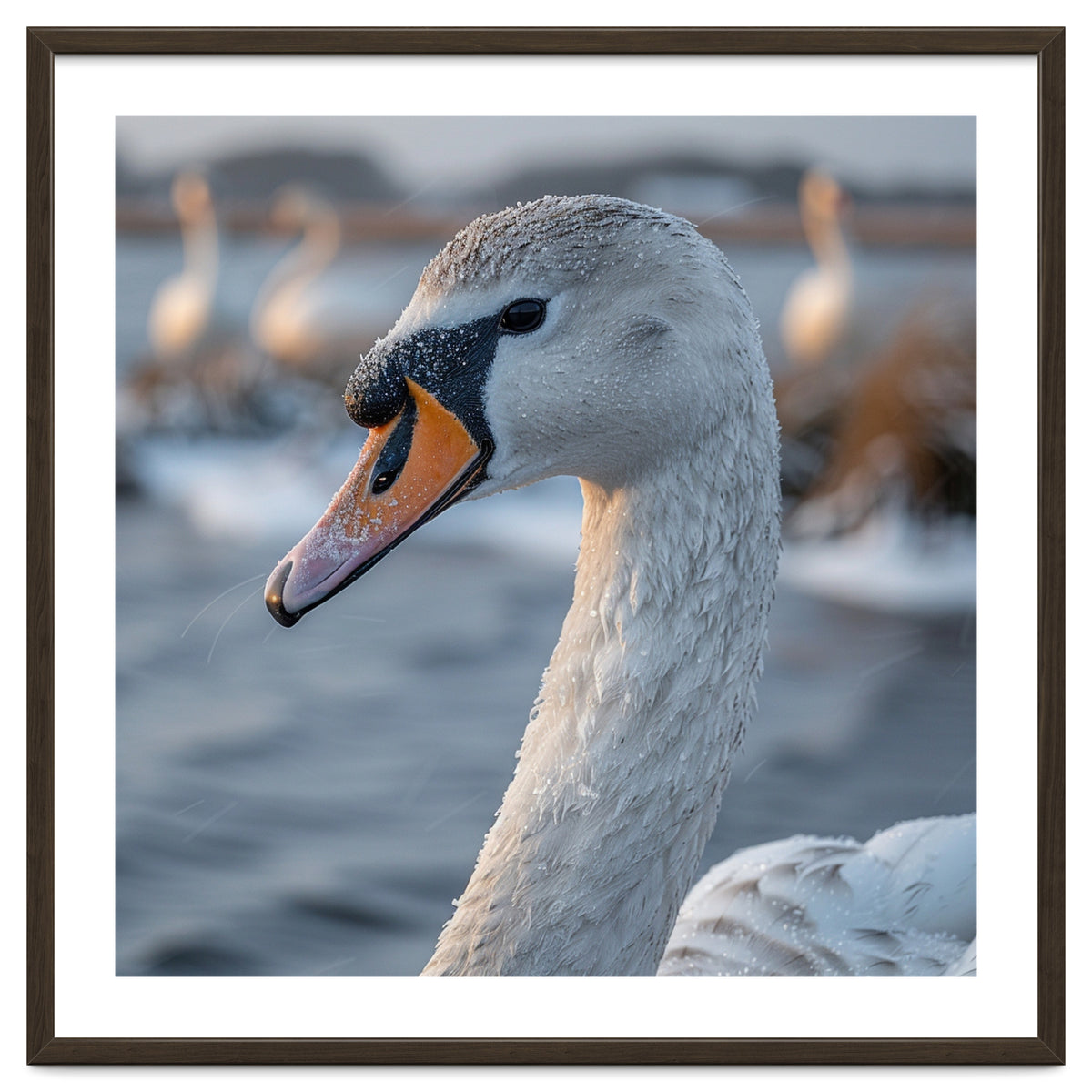 Majestic Swan Portrait In Snowy Waters