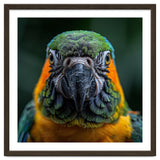 Blue And Gold Macaw Face Focused Portrait thumbnail