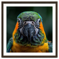 Blue And Gold Macaw Face Focused Portrait