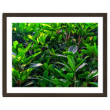 Green House Plant Leaves thumbnail