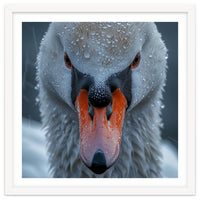 Close Up Of A Swan's Face With Water Droplets
