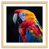 Scarlet Macaw Parrot Vibrant Plumage Close Up thumbnail