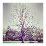 Tree Of Dreams (Print Only) thumbnail