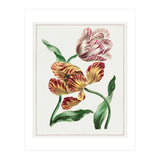 John Edwards – Various Tulips (1791) (Print Only) thumbnail
