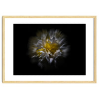 Backyard Flowers No 25 Color Flow Version