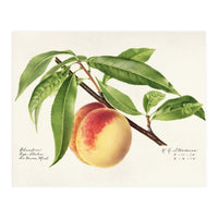 Royal Charles Steadman – Peach Twig (Prunus persica) (1918) (Print Only)