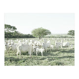 LIVING TOGETHER - WHITE COWS FAMILY (Print Only) thumbnail