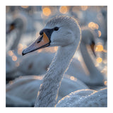Majestic Swan Close Up With Water Droplets (Print Only) thumbnail