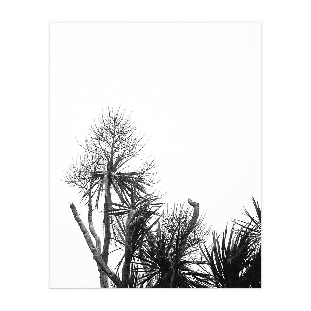 Miminalist Palm (Print Only)