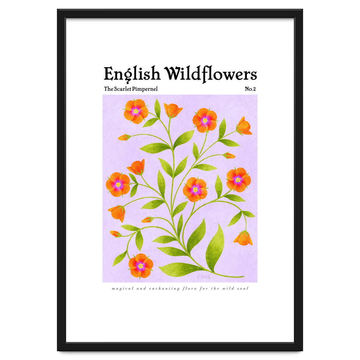 English Wildflowers | Scarlet Pimpernel