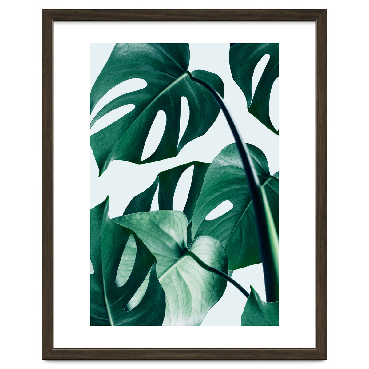 Monstera Tropical Photography Digital Art, Minimal Nature Jungle Botanical Leaves