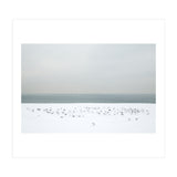 Seagulls in the winter snow beach (Print Only) thumbnail