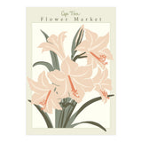Flower Market Cap Town Amaryllis (Print Only) thumbnail