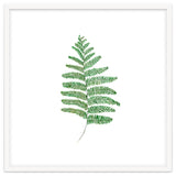 Fern thumbnail