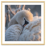 Close Up Of A Swan Covered In Frost And Dew thumbnail