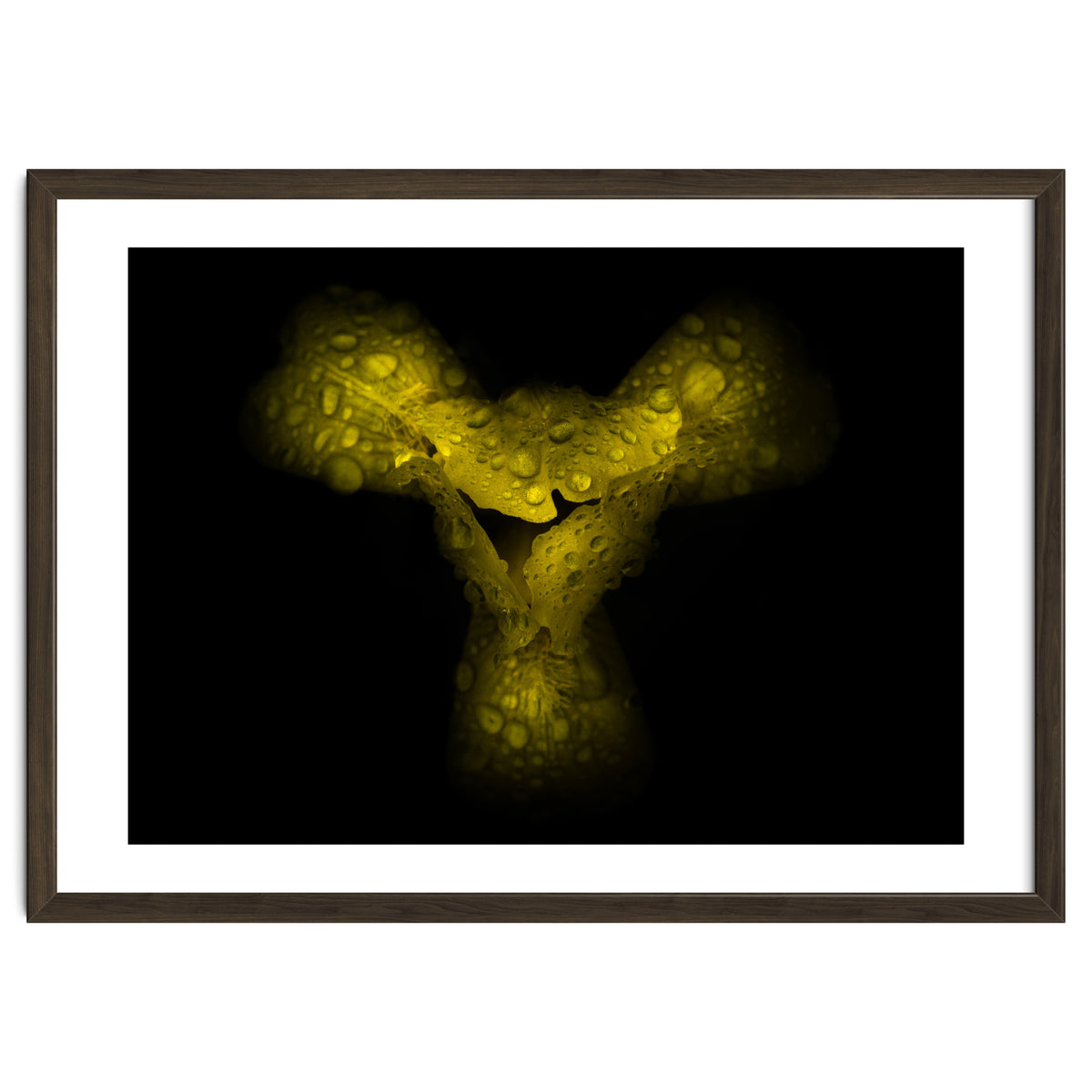 Backyard Flowers No 70 Color Version