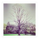 Tree Of Dreams (Print Only) thumbnail
