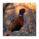 Pheasant Bird Standing On Rock Sunrise Light (Print Only) thumbnail