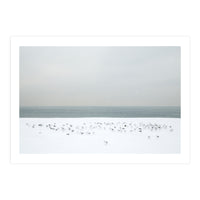 Seagulls in the winter snow beach (Print Only)