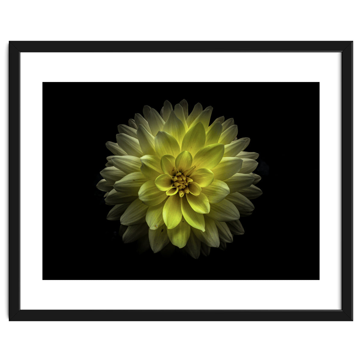 Backyard Flowers No 128 Color Version