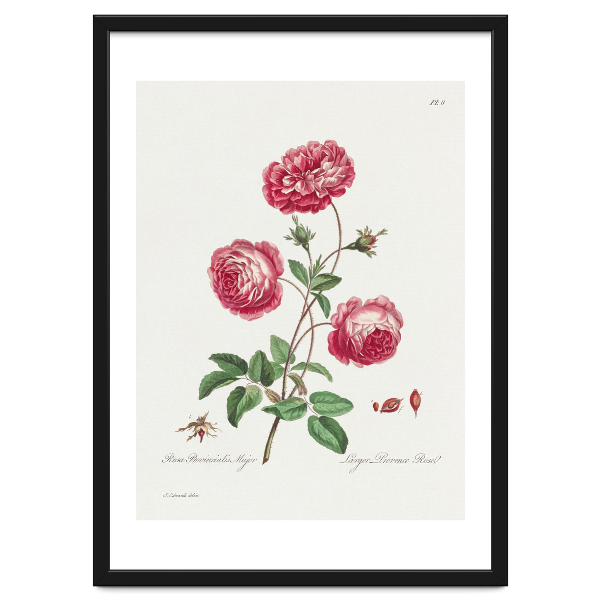 John Edwards – Larger Provence Rose (1770–1775)