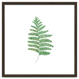 Fern thumbnail