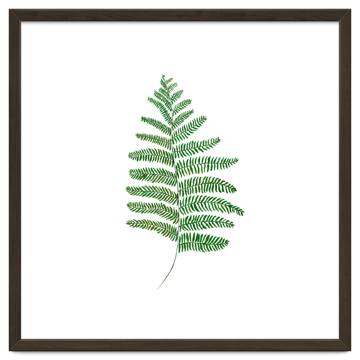 Fern