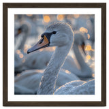 Majestic Swan Close Up With Water Droplets thumbnail