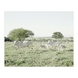 LIVING TOGETHER - WHITE COWS FAMILY (Print Only) thumbnail