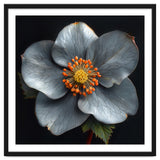 Hellebore | Silver Magic thumbnail