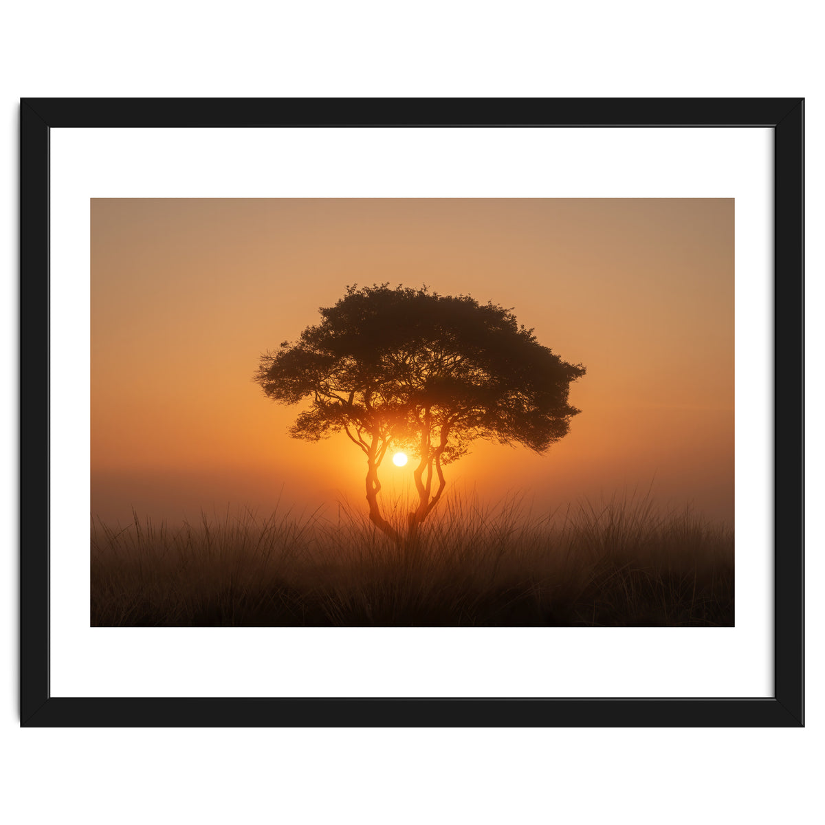 Tree at sunrise