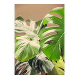 Monstera Mix (Print Only) thumbnail