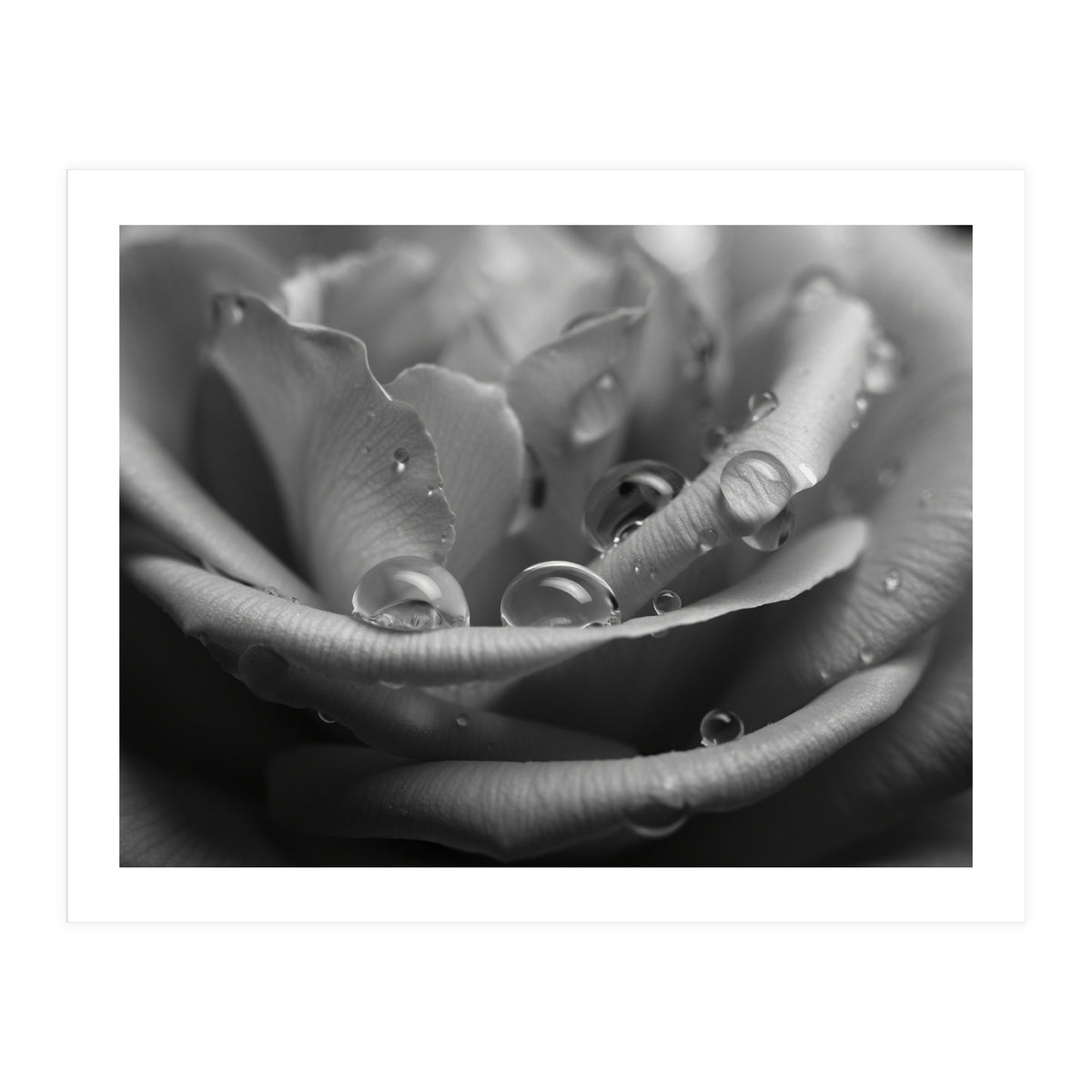 Ethereal Monochromatic Rose Petal Macro (Print Only)