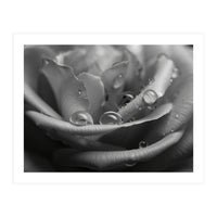 Ethereal Monochromatic Rose Petal Macro (Print Only)