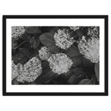 Hydrangeas | Black & White Landscape thumbnail
