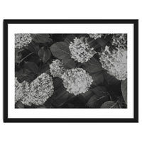 Hydrangeas | Black & White Landscape