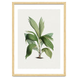 Areca Palm (Hand Drawn Botanical Illustration) thumbnail