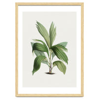 Areca Palm (Hand Drawn Botanical Illustration)