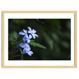 BLOSSOM. thumbnail