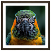 Blue And Gold Macaw Face Focused Portrait
