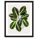 Maranta Plant thumbnail
