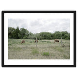 Cows in the farm thumbnail