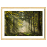 Sunrays in a Dutch forest thumbnail